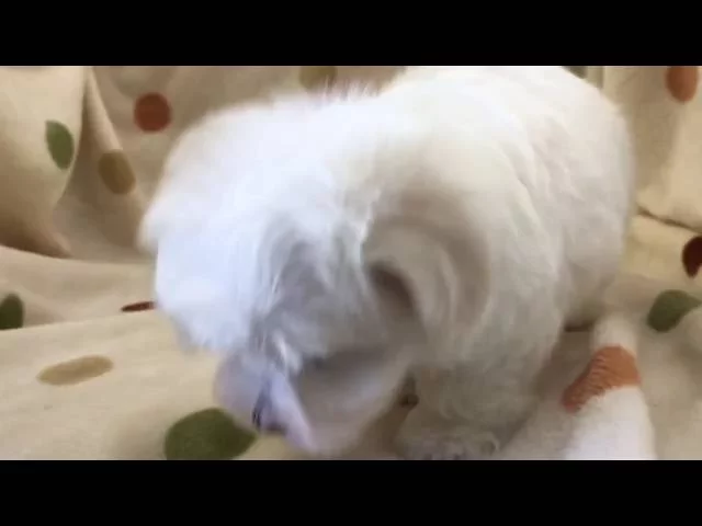 動画
