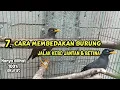 Download Lagu CARA MEMBEDAKAN JALAK KEBO JANTAN DAN BETINA