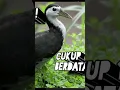 Download Lagu suara pikat ruak ruak 1 menit datang langsung #ruak #ruakruak #pikatruakruak
