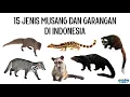 Download Lagu 15 Jenis Musang dan Garangan (Viverridae, Herpestidae, Prionodontidae) di Indonesia