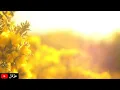 Lirik lagu Arab DAL'OONA - NAWAL AL ZOGHBI | نوال الزغبي - دلعونا  Lyrics | Lebanese Arabic songs