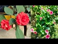 Download Lagu FLORES no INVERNO? Veja como meu Jardim está encantador!