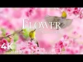 Lagu Flower 4K Nature Relaxation Film - Healing and Meditation Music
