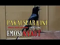 Download Lagu Murai batu gacor KRETEKAN murai batu memancing EMOSI langsung NYAUT