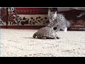 cat and tortoise battle