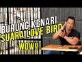 Lagu Ingin Punya Kenari Isian Love Bird? Begini Caranya Om Bro