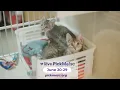 2025 PETCO LOVE PICK ME SC PEEDEE