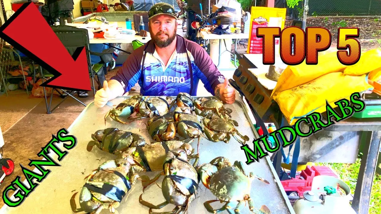GIANT MUD CRABS 12 in 2 hours