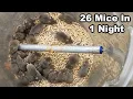 Catching 26 Mice In 1 Night With Rolling Log My Top 2 Favorite Mouse Trap Mousetrap Monday