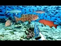 Download Lagu SPEARFISING KERAPU SUNU IKAN MAHAL
