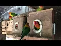 Download Lagu Lovebird Sounds | 3 Hour Lovebirds Sounds ❤️ 🦜#lovebirds #parrotlover #birdsounds