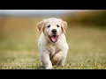 Craigslist Pet Listings Rehoming Fee Scam