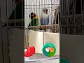 Download Lagu Couple parrot Hilarious Dance Performance To Backstreet Boys Goes Viral#backstreetboys#song