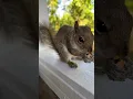 Download Lagu Welcome to Our Porch #squirrel #jangogh