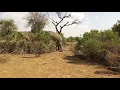 Nature s Wonders Understanding Elephant Reproduction