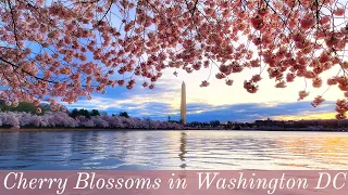 Download Cherry Blossoms of Washington DC - All You Need To Know About DC's Cherry Trees MP3