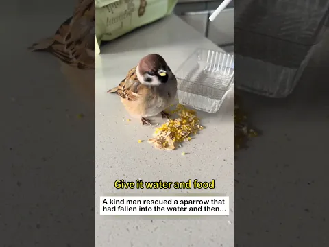 Sparrows Love Birds