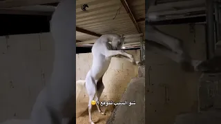 تتوقع خيل قدامه والا متروك فترة طويله 