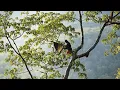 Download Lagu Panen MADU MURNI SUMATERA ( Short Dokumenter )