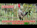 Download Lagu Update perkembangan Pama Saenkhon dan Update Amunisi Bulan Agustus..!!!