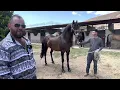 RANCHO LA CERCADA SPANISH HORSES FOR SALE