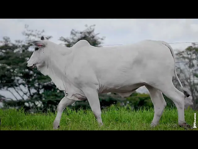 Novilha Nelore GNRN - 56