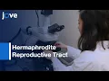 Sperm Guidance and Motility in Hermaphrodite Reproductive Tract Protocol