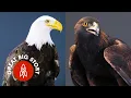 Everything You Didn t Know About Eagles