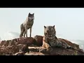 Download Lagu The Jungle Book 2016 - Shere Khan kills Akela (Telugu)
