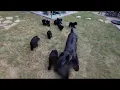 Giant Schnauzer Puppies