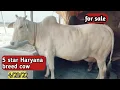 Download Lagu 👍5 star #_ Haryana #top_ breed cow. milk 14 little+fimel calf @yogi revolutionary farmer 📲8003032902