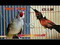 Download Lagu Kapas tembak dan cililin suara jernih serta suara gemercik air,untuk tembakan burung lomba