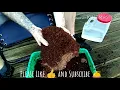 Coco Coir Brick How To