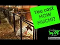 Our Experience with Buying Boer Goats Prices Ranges and What to Expect