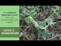 Lagu WEIGHT LOSS, NATURAL TOOTHACHE RELIEF + more / DEVIL'S HORSEWHIP MEDICINAL USES / Earth's Medicine