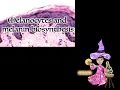 Melanocyte Embryology and Histology CC