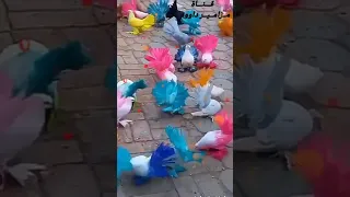 الصلاة والسلام عليك    الشيخ حسن قاسم   دندنها