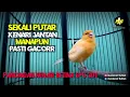 Download Lagu PANCINGAN KENARI BETINA MEMANGGIL JANTAN EPS#pancingankenaribetina #kicaumania #masteran 