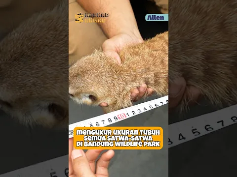 ADA YANG SAMPAI 3 METER?! MENGUKUR UKURAN BADAN SATWA DI BANDUNG WILDLIFE PARK!