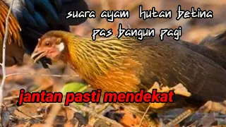 suara ori ayam hutan betina memanggil jantan saat bangun pagi