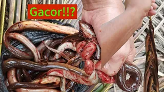 banyaknya belut dikolam ikan nila babon babon pula tu