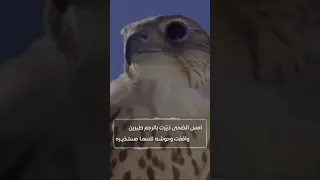 قصيدة مهداة لـ غالب الدرداح الفهيقي الشاعر مرعي بن دايس السرحاني 