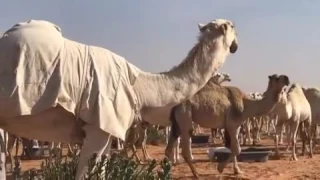 خزامة الوضح للمالك ابن قريع الدوسري 2016 