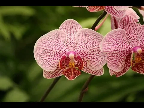 CONHEÇA A ORQUÍDEA PHALAENOPSIS E SUAS VARIADAS CORES COMO CUIDAR DE ORQUÍDEAS DO JEITO CERTO