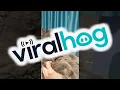 Download Lagu Fluffy Cat Teased by Owner || ViralHog