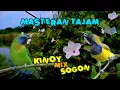 Download Lagu Masteran Burung Kinoy Mix Sogon 30 Menit | Suara Jernih untuk Pemasteran Harian Burung Gacor