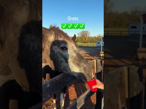 Letting animals do human stuff! Ep