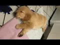 Long Island breeder sued over selling sick puppy