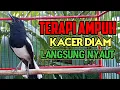 Lagu Terapi kacer ngeplong, pancingan kacer, masteran kacer durasi panjang Berjam jam!!