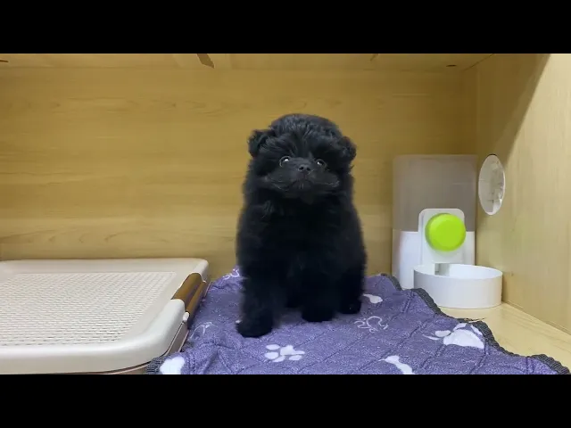 動画
